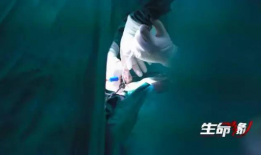 被动压腿疼哭视频,揭秘被动压腿的痛苦瞬间